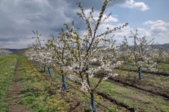IMG_20210421_123115142_HDR