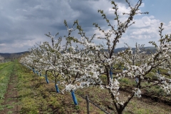 IMG_20210421_123156983_HDR