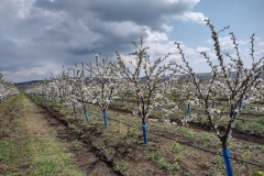 IMG_20210421_123236339_HDR