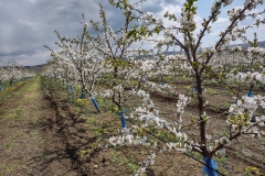 IMG_20210421_123255570_HDR