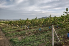 IMG_20210507_190806249_HDR
