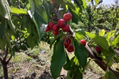 IMG_20210604_103239844_HDR
