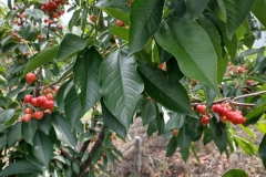 IMG_20210612_093142129_HDR
