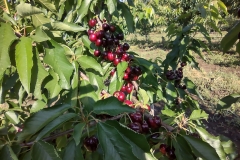 IMG_20210613_082913145_HDR